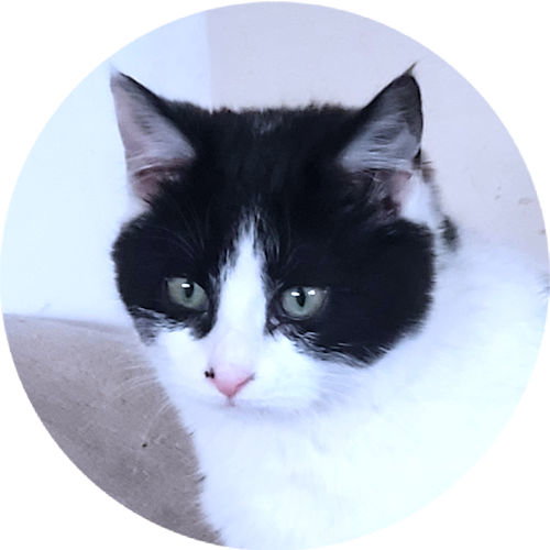 picture of the cat needing adoption
