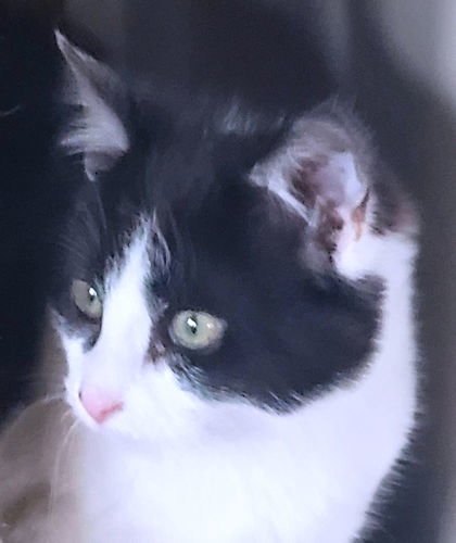 Juniper