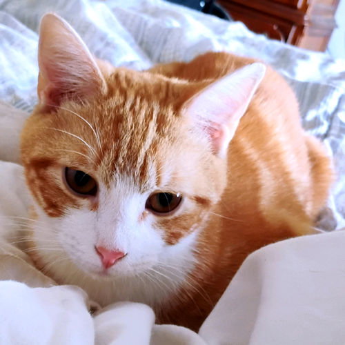 Tigger, Young Tabby (short coat), cat for adoption in Hickory, North Carolina