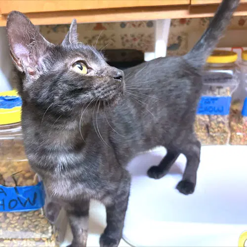Ruby - Domestic Short Hair