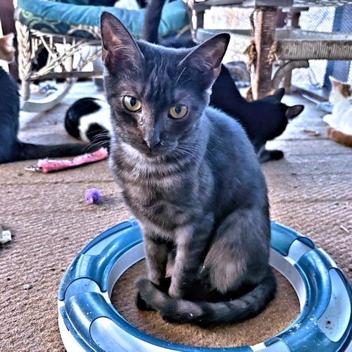 Jade Image