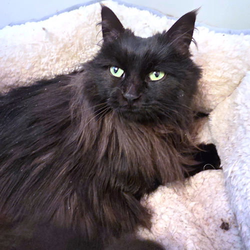 Miss Lucky, Adult Domestic Long Hair (long coat), cat for adoption in Hickory, North Carolina
