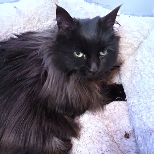 Miss Lucky