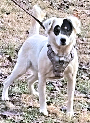 Bailee