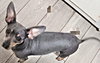 Blu Belle - Photo 2