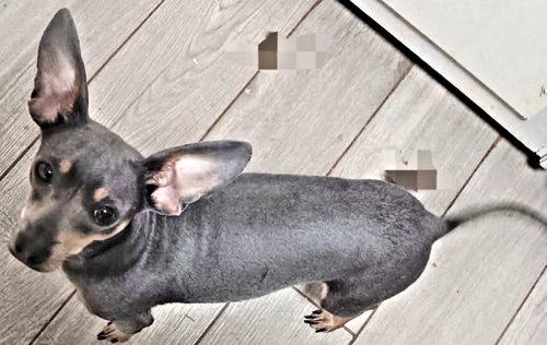 BLU BELLE - Miniature Pinscher / Chihuahua available for adoption