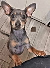 Blu Belle - Photo 4