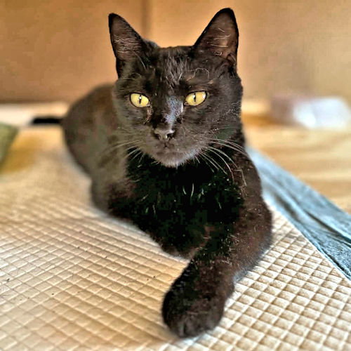 LADYBUG - Domestic Short Hair available for adoption