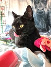 Ladybug - Photo 2