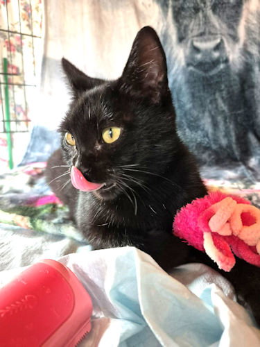 LADYBUG - Domestic Short Hair available for adoption