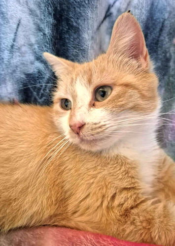 DAISY - Tabby available for adoption