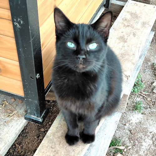 Jet, an adoptable Domestic Short Hair in Rutherfordton, NC