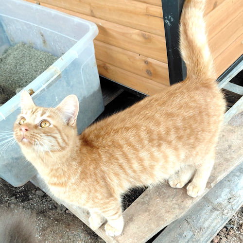 Apollo, an adoptable Tabby in Rutherfordton, NC