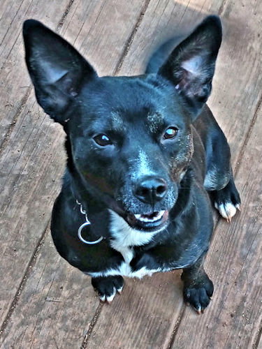 Dumplin, an adoptable Terrier in Rutherfordton, NC