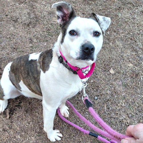 Lucy, an adoptable Terrier in Rutherfordton, NC