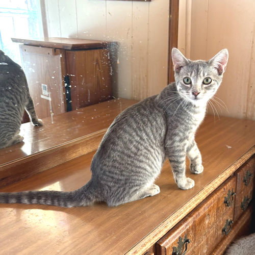 Moe, Young Tabby (short coat), cat for adoption in Hickory, North Carolina