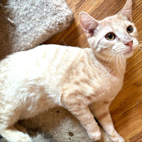 Curly, Young Tabby (short coat), cat for adoption in Hickory, North Carolina