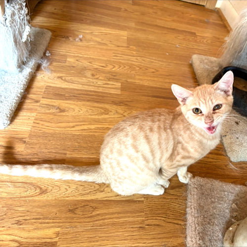 Photo 2 of Curly