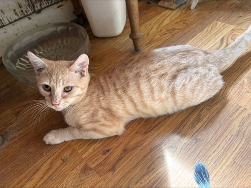 Photo 3 of Curly