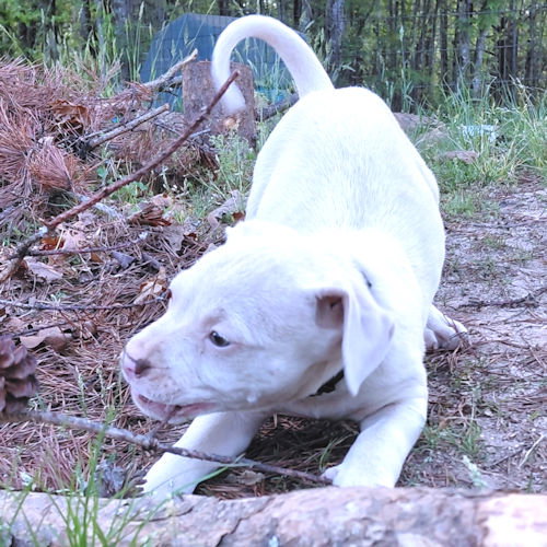 Rambo, an adoptable Bulldog in Rutherfordton, NC
