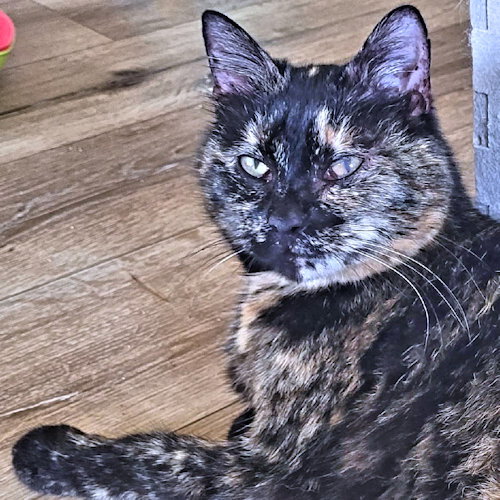 Hemlock, Adult Tortoiseshell (short coat), cat for adoption in Hickory, North Carolina