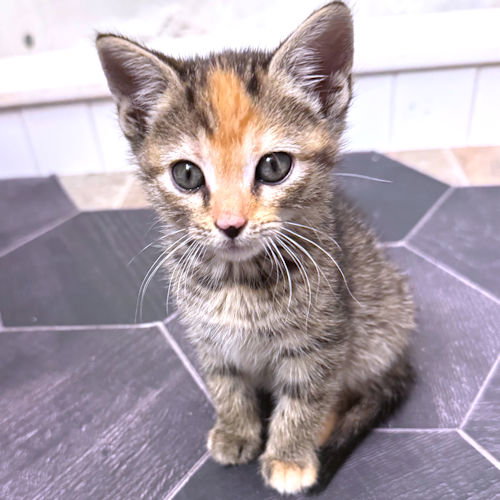 Che, an adoptable Torbie in Rutherfordton, NC