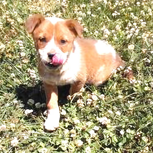 Calypso, an adoptable Australian Cattle Dog in Rutherfordton, NC