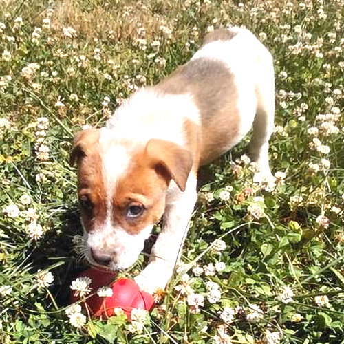 Gunner, an adoptable Australian Cattle Dog in Rutherfordton, NC