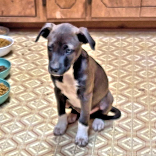 Elizabeth, an adoptable Labrador Retriever in Rutherfordton, NC