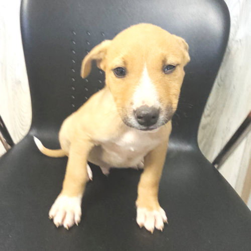 Matthew, an adoptable Labrador Retriever in Rutherfordton, NC