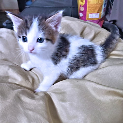 Buck, an adoptable Tabby in Rutherfordton, NC
