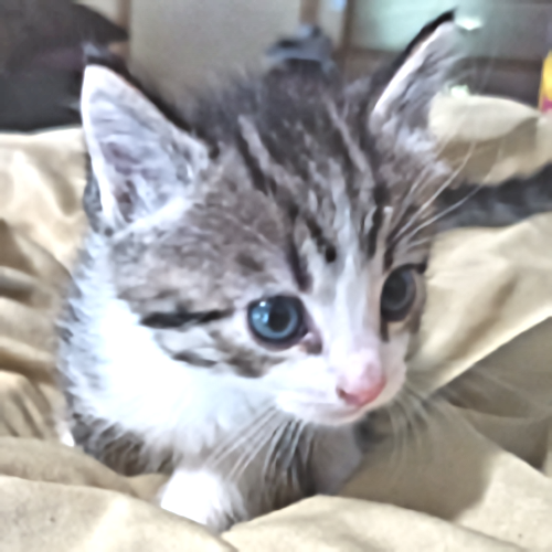 Chet, an adoptable Tabby in Rutherfordton, NC