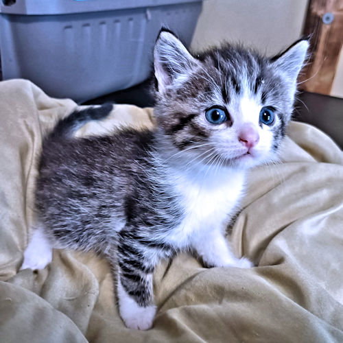 Merle, an adoptable Tabby in Rutherfordton, NC