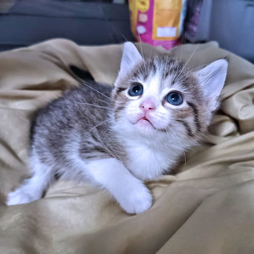 Minnie Pearl, an adoptable Tabby in Rutherfordton, NC