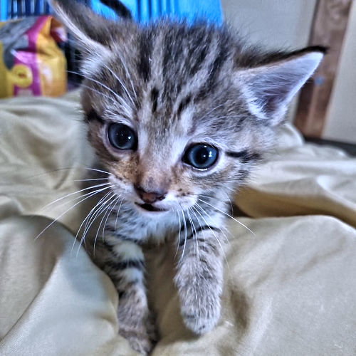 Waylon, an adoptable Tabby in Rutherfordton, NC