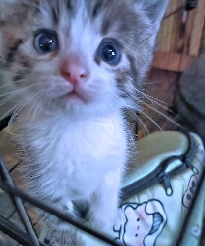 Willie, an adoptable Tabby in Rutherfordton, NC