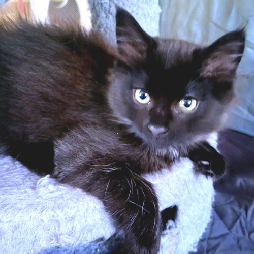 Onyx