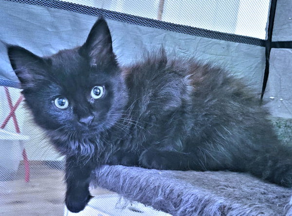 Onyx
