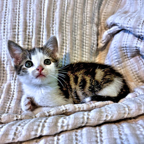 Butler, an adoptable Tabby in Rutherfordton, NC