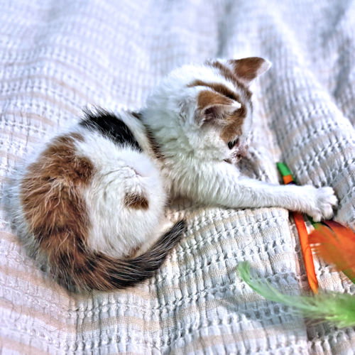 Elizabeth, an adoptable Calico in Rutherfordton, NC