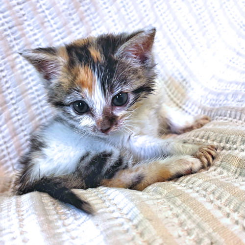 Mae, an adoptable Torbie in Rutherfordton, NC