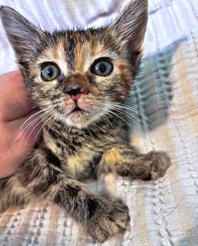 Savannah, an adoptable Torbie in Rutherfordton, NC