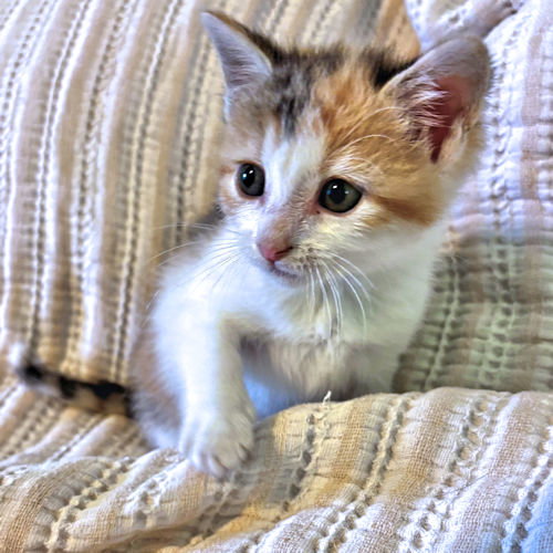 Scarlet, an adoptable Torbie in Rutherfordton, NC