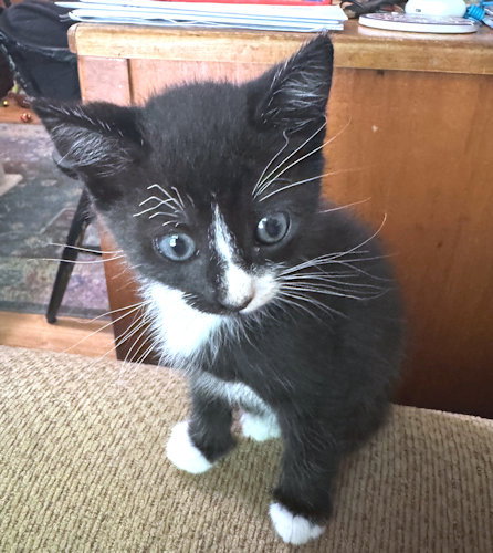 Winston