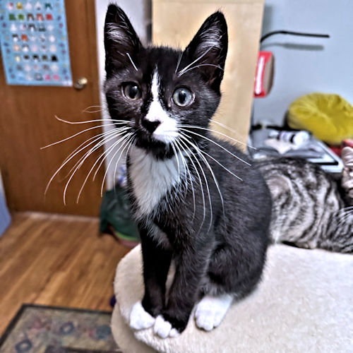 Winston, an adoptable Tuxedo in Rutherfordton, NC