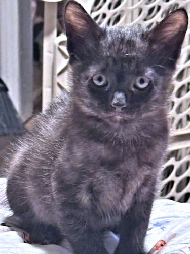 Barrett