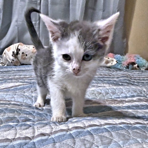 Tootsie