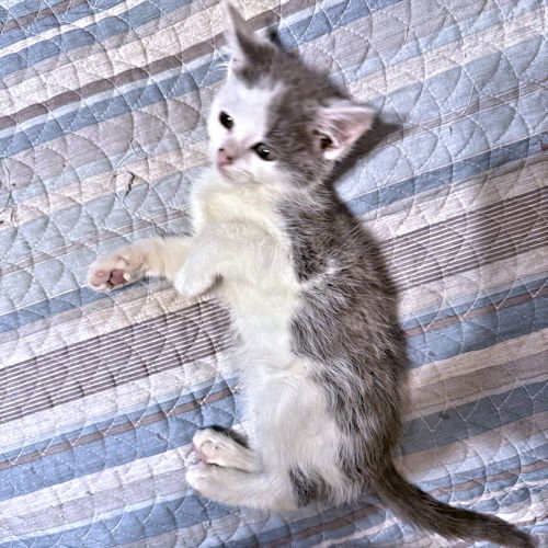 Tootsie