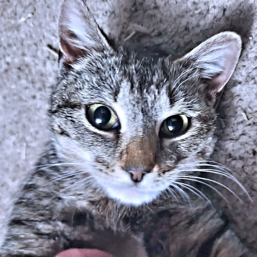 Bella