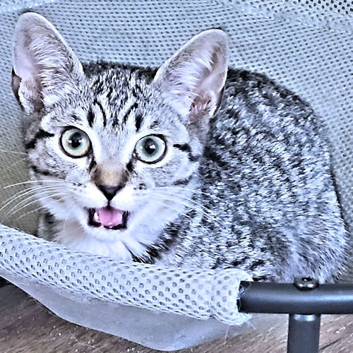 Norma